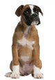 Boxer Puppy Wall Decal