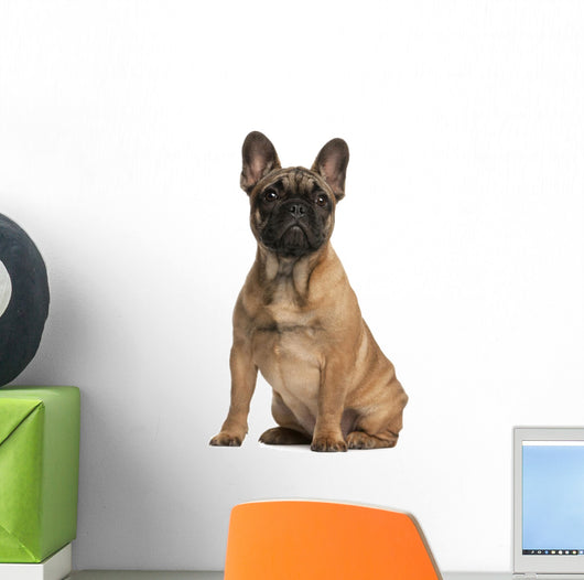 French bulldog puppy, 4 months old, sitting Wall Mural
