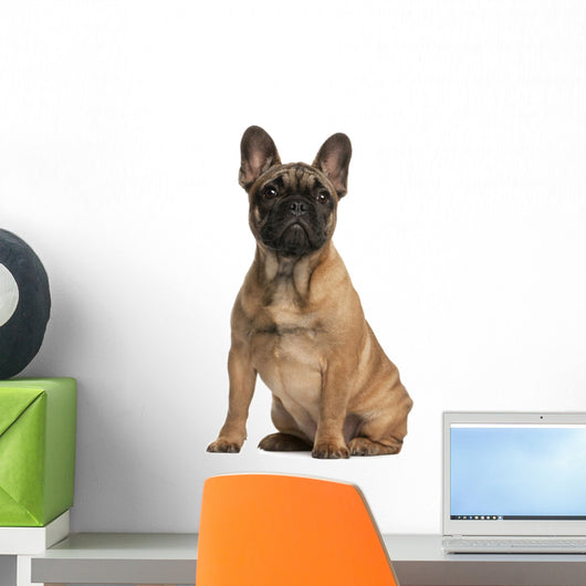 French bulldog puppy, 4 months old, sitting Wall Mural