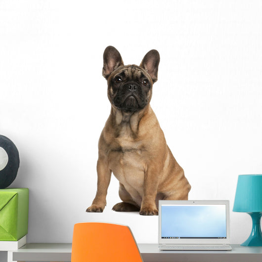 French bulldog puppy, 4 months old, sitting Wall Mural