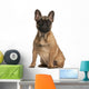 French bulldog puppy, 4 months old, sitting Wall Mural