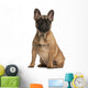 French bulldog puppy, 4 months old, sitting Wall Mural
