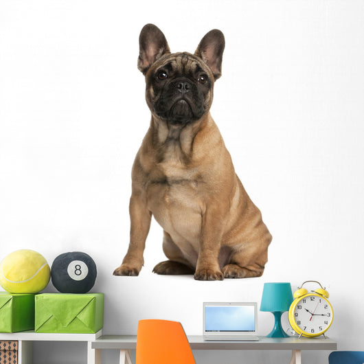 French bulldog puppy, 4 months old, sitting Wall Mural