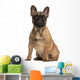 French bulldog puppy, 4 months old, sitting Wall Mural