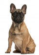 French bulldog puppy, 4 months old, sitting Wall Mural