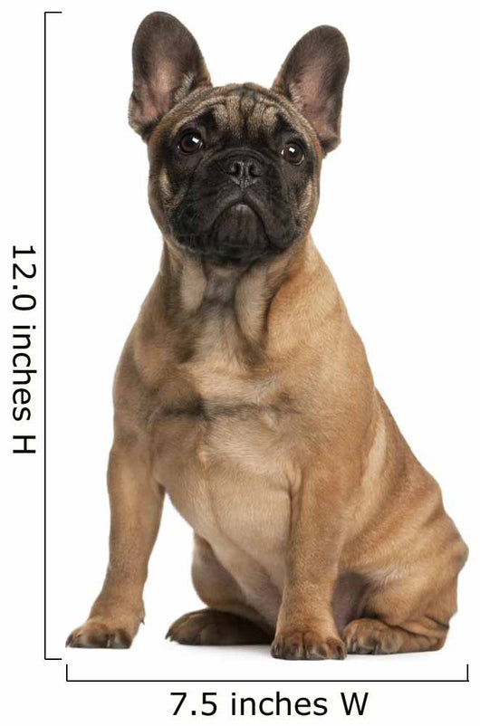 French bulldog puppy, 4 months old, sitting Wall Mural