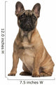 French bulldog puppy, 4 months old, sitting Wall Mural