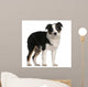 Australian Shepherd Puppy 5 Months Old Standing Wall Decal