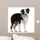 Australian Shepherd Puppy 5 Months Old Standing Wall Decal