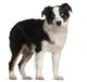 Australian Shepherd Puppy 5 Months Old Standing Wall Decal