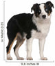 Australian Shepherd Puppy 5 Months Old Standing Wall Decal