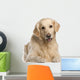 Golden Retriever 7 Years Wall Decal
