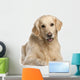 Golden Retriever 7 Years Wall Decal