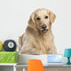 Golden Retriever 7 Years Wall Decal