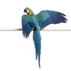 Blue and Yellow Macaw