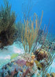 Underwater Scene Wall Decal
