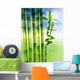 Spring Bamboo