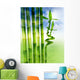 Spring Bamboo