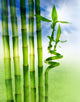 Spring Bamboo