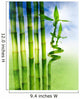 Spring Bamboo