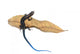 Skink Lizard Dry Leaf