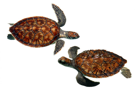 Sea Turtles Wall Stickers Wall Decal