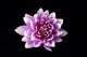 Dahlia Wall Mural
