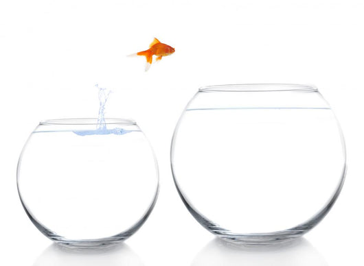 Goldfish Moving to Better Wall Decal