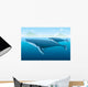 Humpback Whale and Young