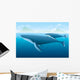 Humpback Whale and Young