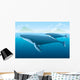 Humpback Whale and Young