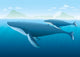 Humpback Whale and Young