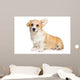 Corgi puppy on white background Wall Decal