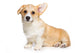 Corgi puppy on white background Wall Decal