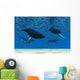 Whale Swim