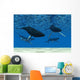 Whale Swim