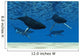 Whale Swim