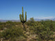 Cactus Arizona Desert