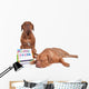 Dog Teaching Math