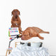 Dog Teaching Math