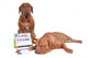 Dog Teaching Math