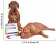 Dog Teaching Math