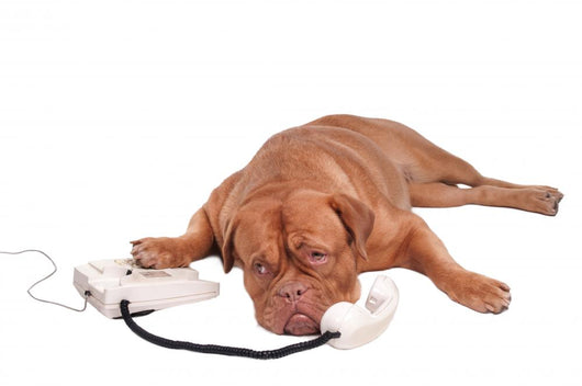 Talkative Dog Wall Decal