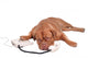Talkative Dog Wall Decal