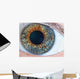 Human Eye Macro