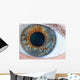Human Eye Macro