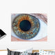 Human Eye Macro