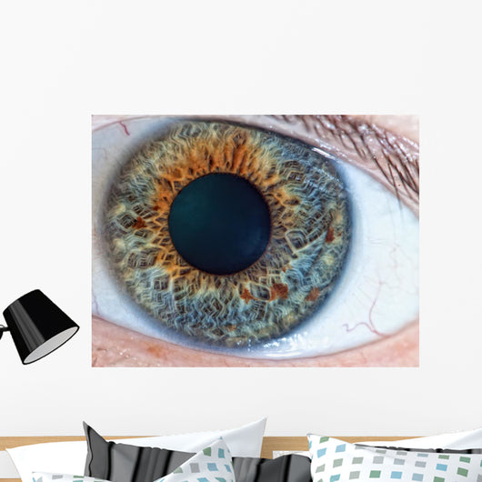 Human Eye Macro