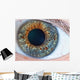 Human Eye Macro