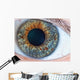 Human Eye Macro